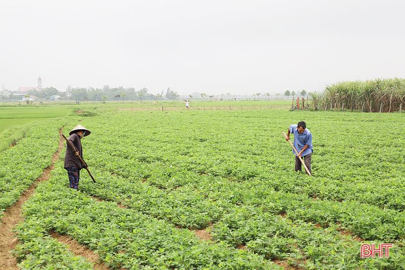 Xã Đồng Tiến tăng cường chăm sóc cây trồng vụ xuân năm 2026