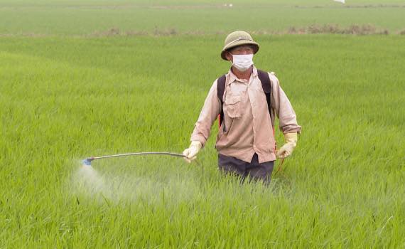 Xã Đồng Tiến tăng cường chỉ đạo chăm sóc lúa xuân thời kỳ làm đòng, trổ bông