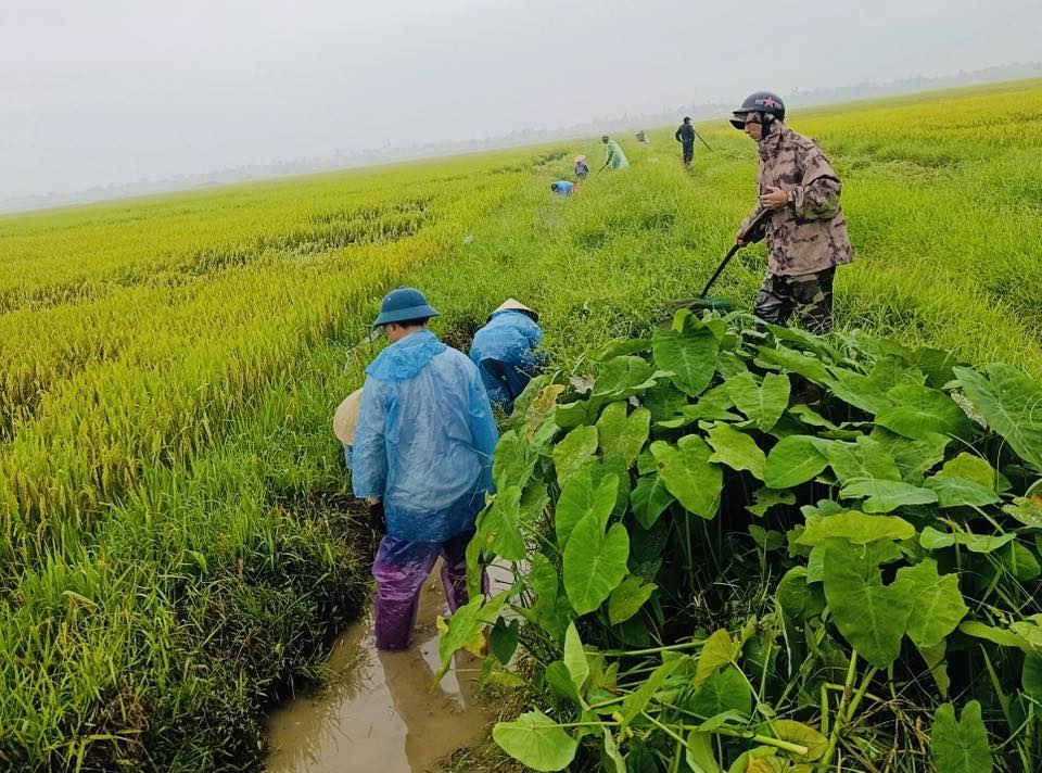 Xã Đồng Tiến huy động nhân dân ra quân khơi thông kênh mương cứu lúa xuân đổ gãy do mưa lớn