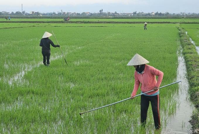 Nông dân xã Đồng Tiến chăm sóc lúa vụ xuân thời kỳ để nhánh.